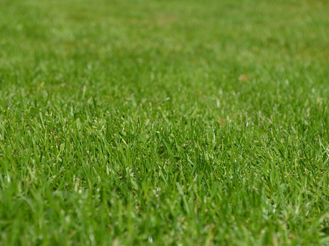 Why Use Ferrous Sulfate Monohydrate for Lawns?